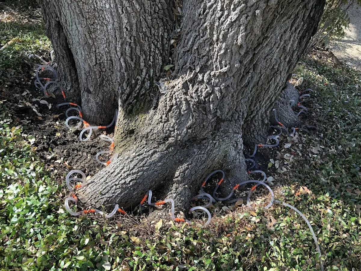 Detailed Tree Cabling and Bracing job site in New Lexington
