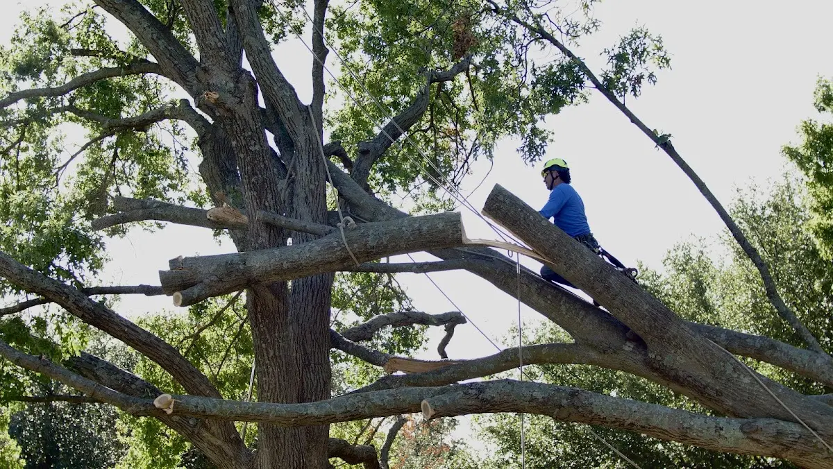 Professional Crown Thinning performed by certified arborists in New Lexington