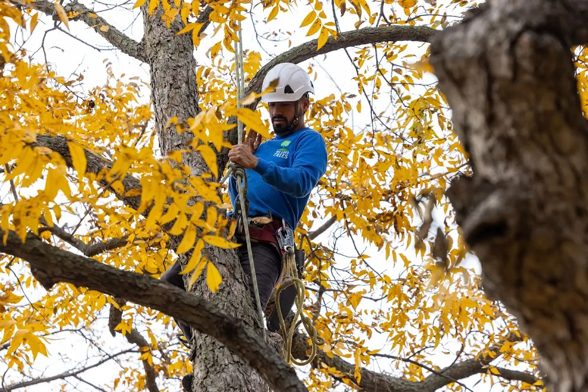 Skilled Tree Pruning crew working in New Lexington